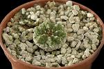 Aztekium Ritterii (15 anni) Cm. 1.5 € 24,00